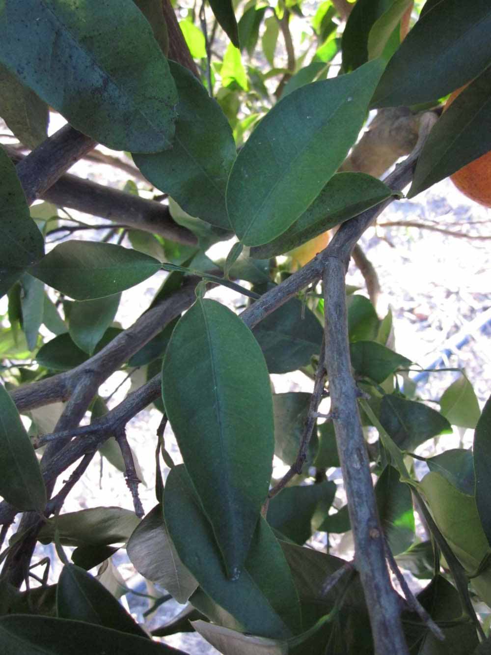            Shade leaves (Winter Haven, FL)   